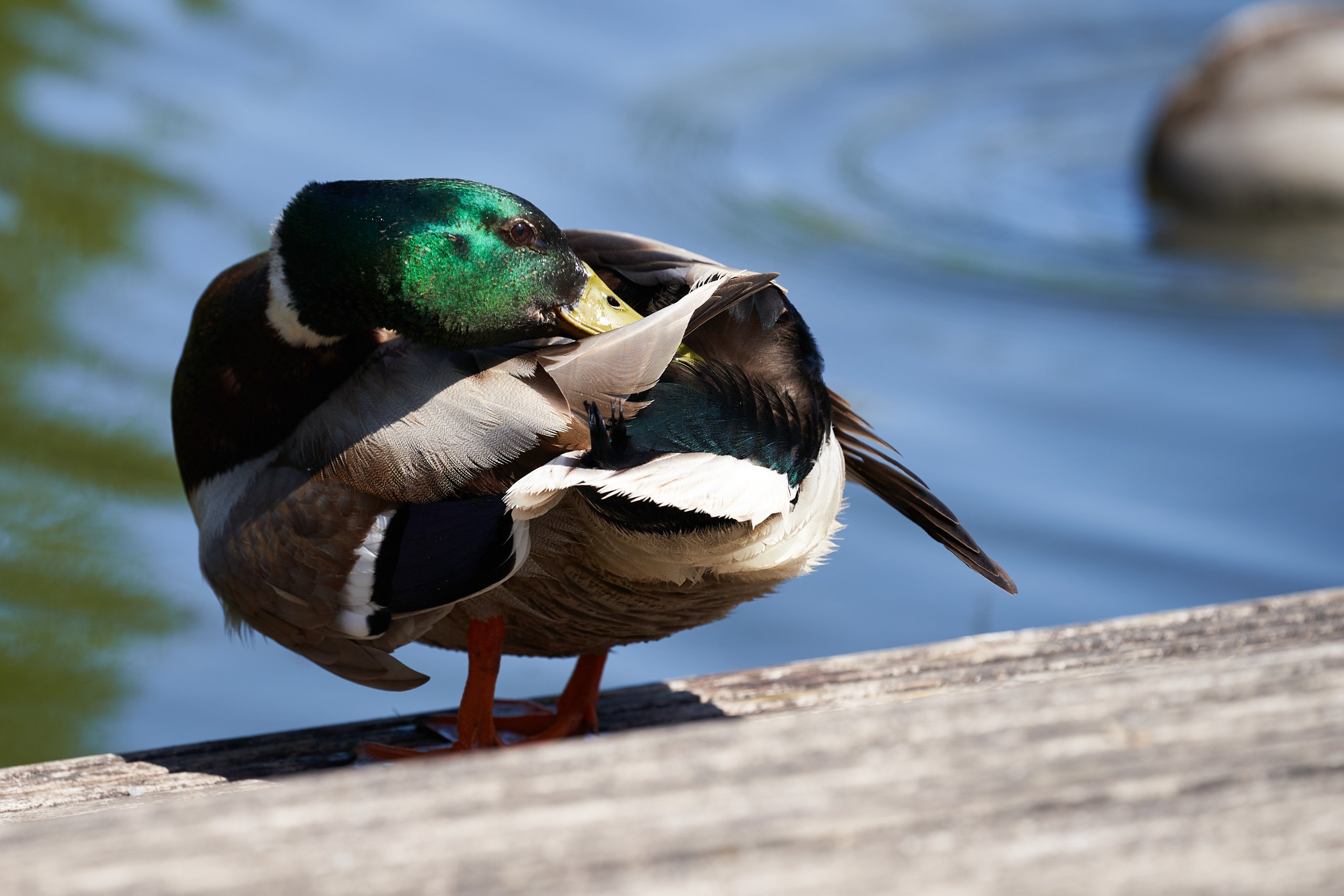 2022 05 08 Gruga 0296